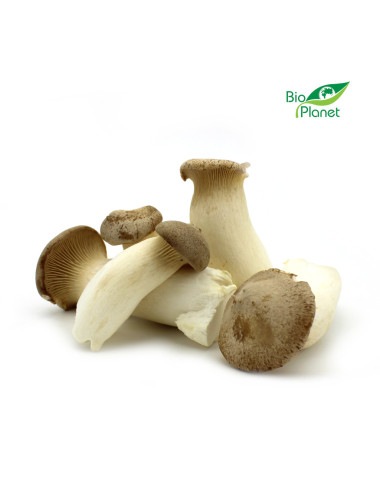 BOCZNIAK MIKOŁAJKOWY (ERYNGII) ŚWIEŻY BIO (POLSKA) (około 0,20 kg)