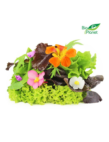 MIX SAŁAT ŚWIEŻY NIEMYTY BIO (POLSKA) (około 0,10 kg)